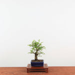 Bonsai Zelkova Nire 'Kurk iep'