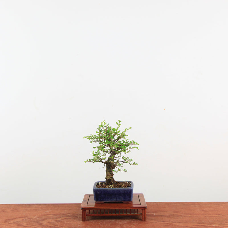 Bonsai Zelkova Nire 'Kurk iep'