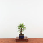 Bonsai Kurk iep 'Ulmus Parvifolia'