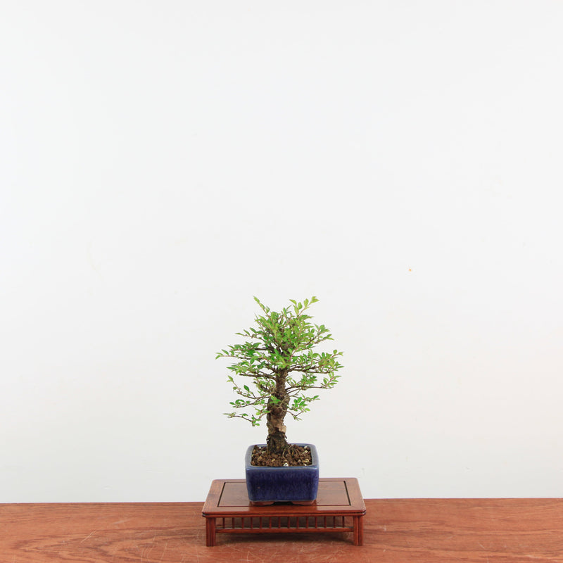 Bonsai Zelkova Nire 'Kurk iep'