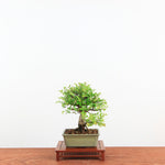 Bonsai Kurk iep 'Ulmus parvifolia'