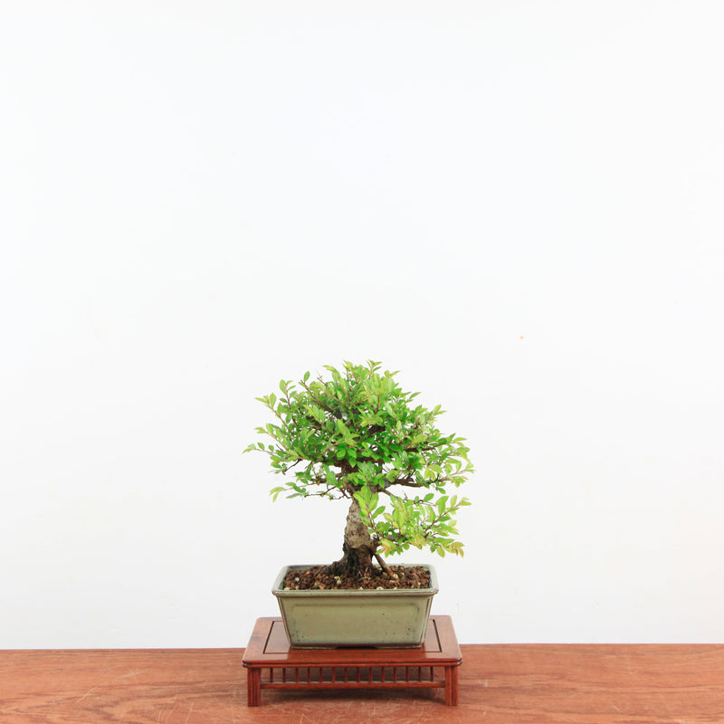 Bonsai Zelkova Nire 'Kurk iep'