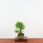 Bonsai Zelkova Nire 'Kurk iep'