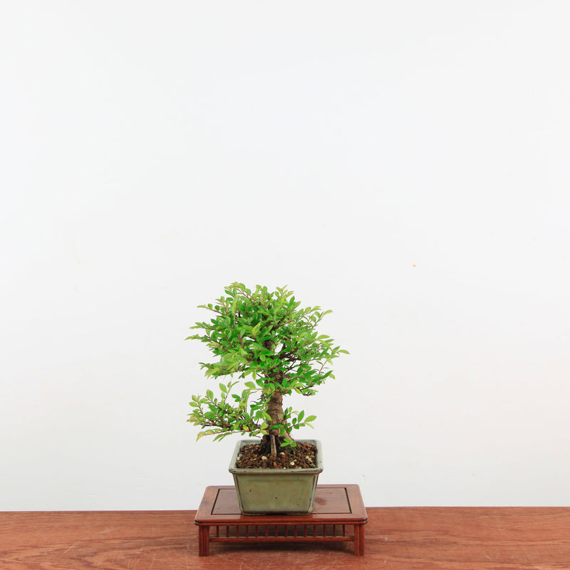 Bonsai Kurk iep 'Ulmus parvifolia'