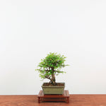 Bonsai Zelkova Nire 'Kurk iep'