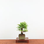 Bonsai Zelkova Nire 'Kurk iep'