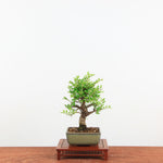 Bonsai Kurk iep 'Ulmus parvifolia'
