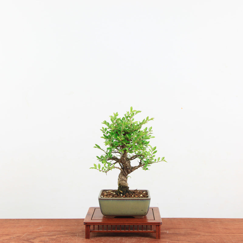 Bonsai Zelkova Nire 'Kurk iep'