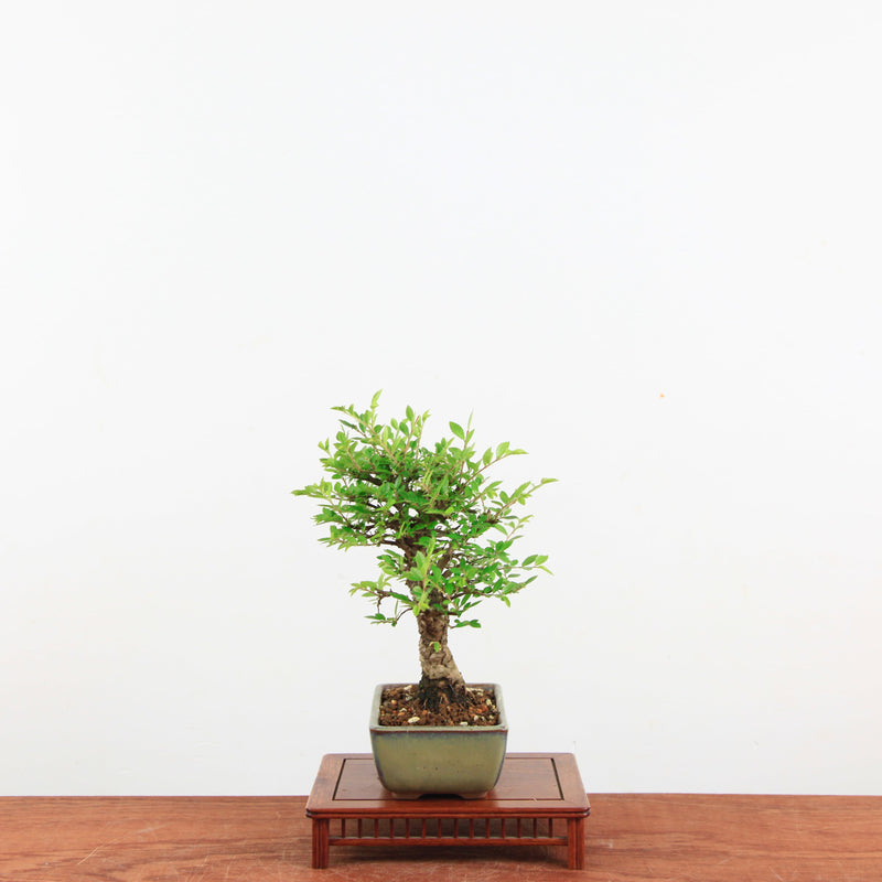 Bonsai Zelkova Nire 'Kurk iep'