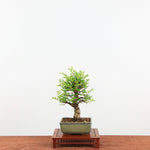 Bonsai Kurk iep 'Ulmus parvifolia'