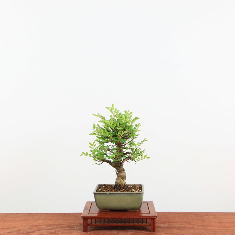 Bonsai Zelkova Nire 'Kurk iep'