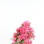 Bonsai Azalea 'De Satsuki' Hanabin