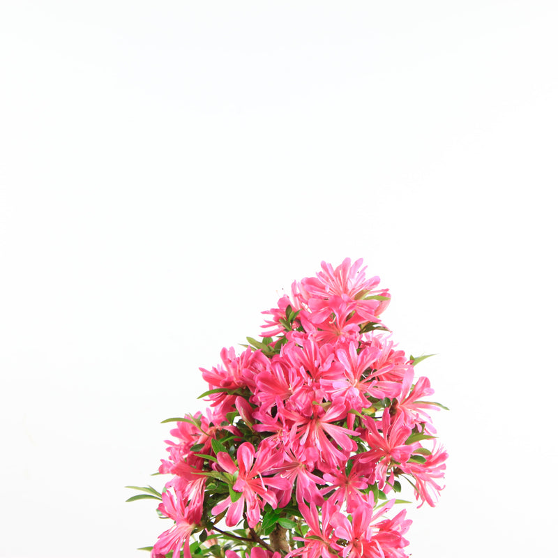 Bonsai Azalea 'De Satsuki' Hanabin
