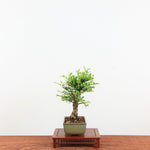 Bonsai Kurk iep 'Ulmus parvifolia'