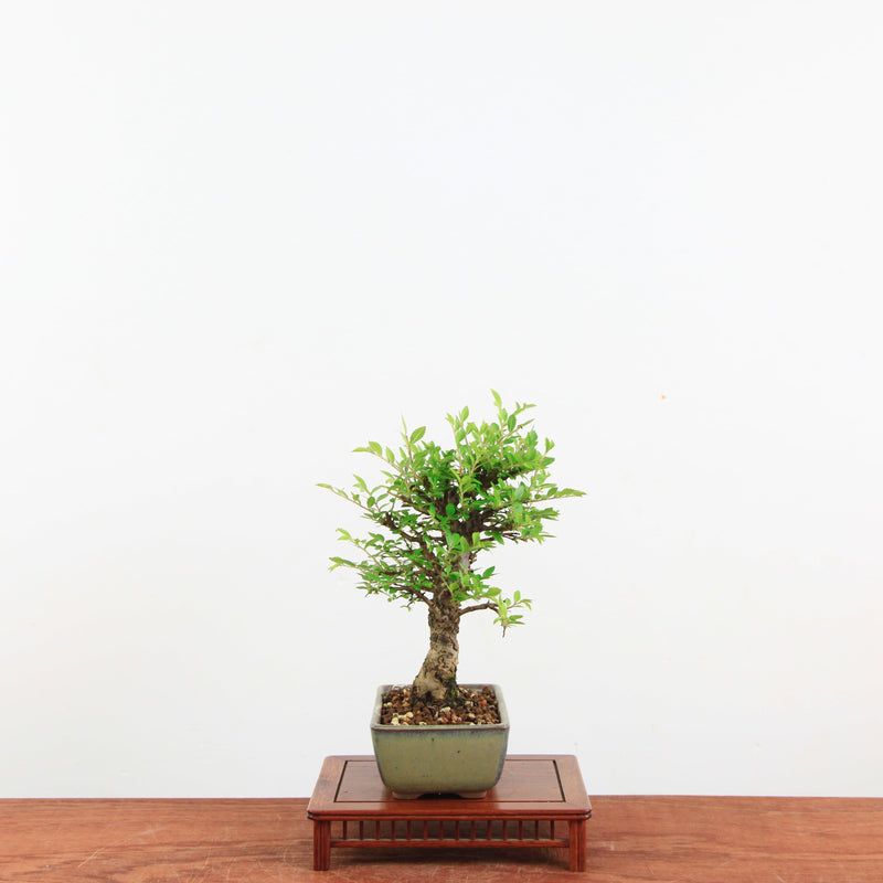 Bonsai Kurk iep 'Ulmus parvifolia'