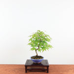 Bonsai Acer Palmatum