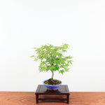 Bonsai Acer Palmatum