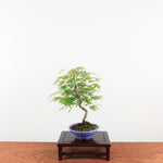 Bonsai Acer Palmatum