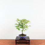 Bonsai Acer Palmatum