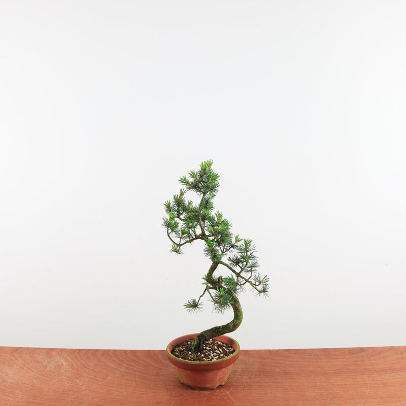 Bonsai Pinus parviflora 'De Japanse witte den'