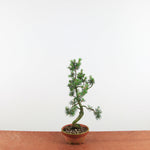Bonsai Pinus parviflora 'De Japanse witte den'
