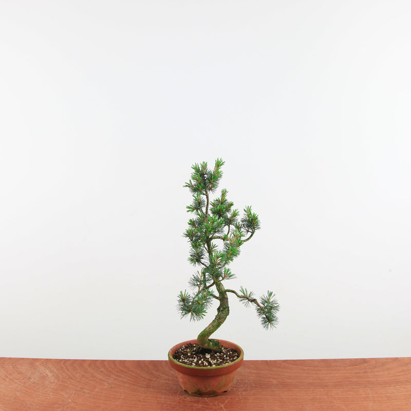 Bonsai Pinus parviflora 'De Japanse witte den'