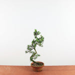 Bonsai Pinus parviflora 'De Japanse witte den'