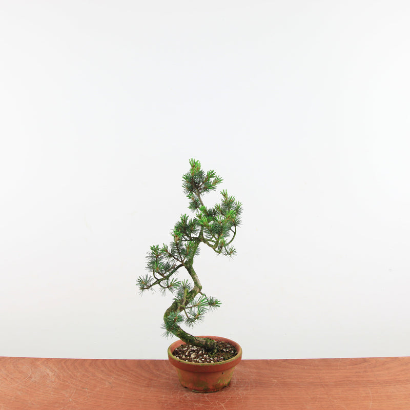 Bonsai Pinus parviflora 'De Japanse witte den'