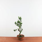 Bonsai Pinus parviflora 'De Japanse witte den'