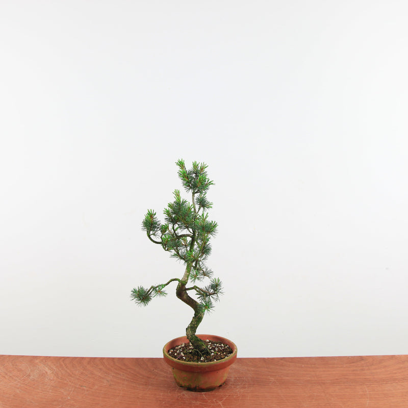 Bonsai Pinus parviflora 'De Japanse witte den'