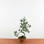 Bonsai Pinus parviflora 'De Japanse witte den'