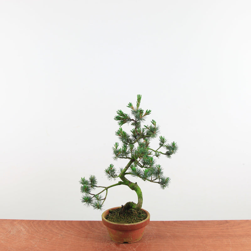 Bonsai Pinus parviflora 'De Japanse witte den'