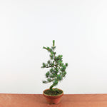 Bonsai Pinus parviflora 'De Japanse witte den'