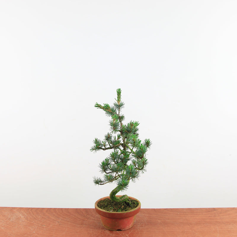 Bonsai Pinus parviflora 'De Japanse witte den'