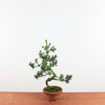 Bonsai Pinus parviflora 'De Japanse witte den'