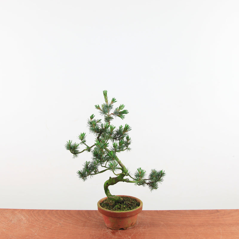 Bonsai Pinus parviflora 'De Japanse witte den'