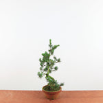 Bonsai Pinus parviflora 'De Japanse witte den'