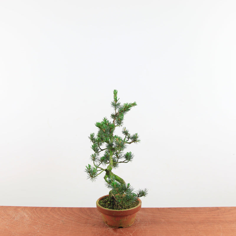 Bonsai Pinus parviflora 'De Japanse witte den'