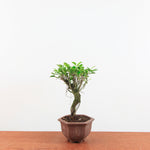Bonsai Ficus Retusa 'binnen bonsai'