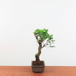 Bonsai Ficus Retusa 'binnen bonsai'