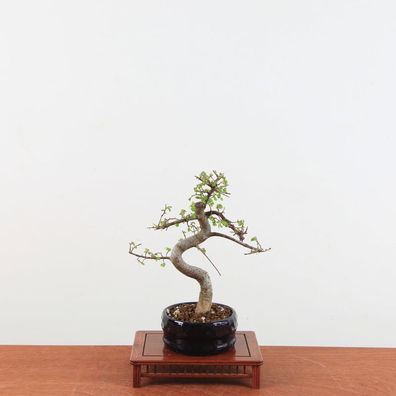 Bonsai Ulmus Parvifolia 'Chinese iep'
