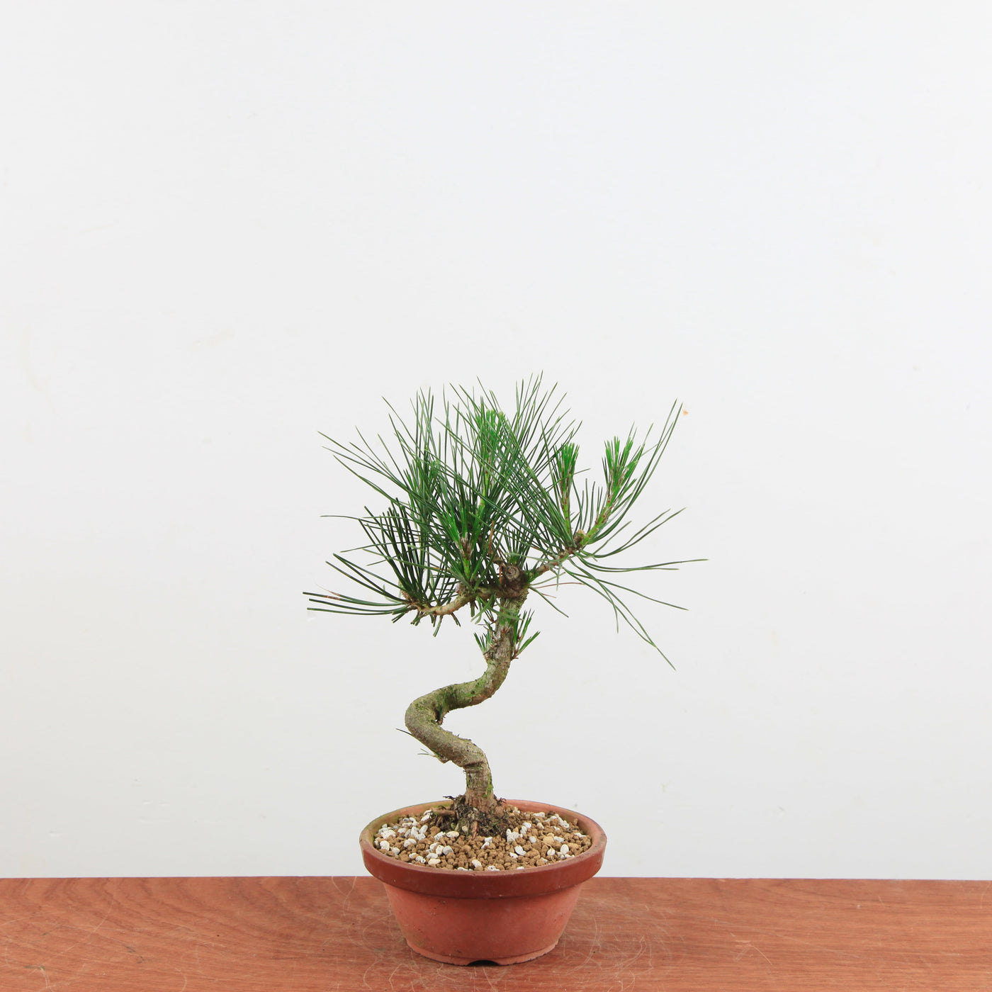 Bonsai Pinus thunbergii 'De Japanse zwarte den'
