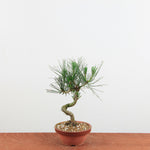 Bonsai Pinus thunbergii 'De Japanse zwarte den'