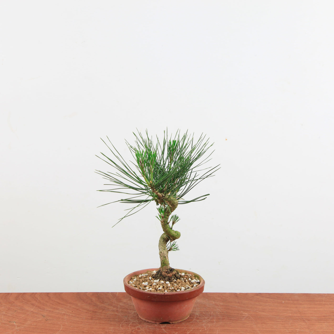 Bonsai Pinus thunbergii 'De Japanse zwarte den'