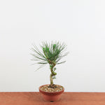Bonsai Pinus thunbergii 'De Japanse zwarte den'