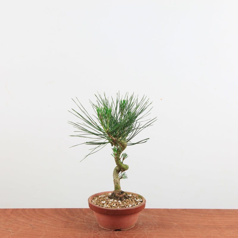 Bonsai Pinus thunbergii 'De Japanse zwarte den'