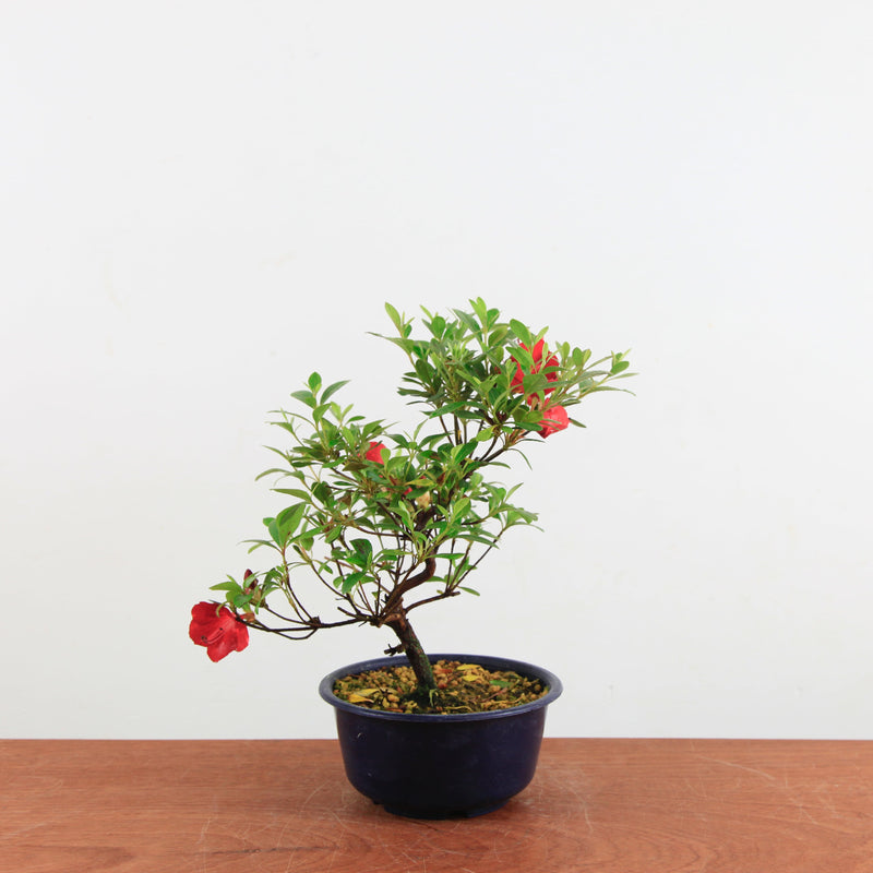 Bonsai azalea / Rhododendron indicum 'Osakazuki'