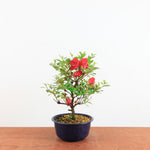 Bonsai azalea / Rhododendron indicum 'Osakazuki'