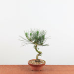 Bonsai Pinus thunbergii 'De Japanse zwarte den'