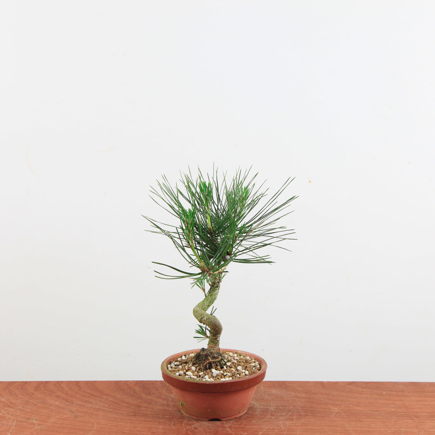 Bonsai Pinus thunbergii 'De Japanse zwarte den'